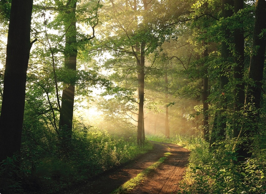 Oenobois : exigence et qualité, dans le respect de l'environnement